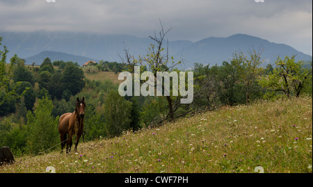 Cavallo tethered prato pascolo in Transilvania Foto Stock