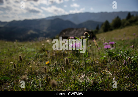 Fiore nel prato della Romania con Piatra Craiului Montagne in massa posteriore Foto Stock
