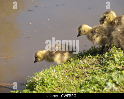 Canada Goose gosling nel lago Østensjøvannet una riserva naturale in Oslo Norvegia pronto per il primo assaggio di acqua Foto Stock