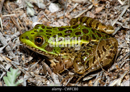 Chiricahua Leopard Frog Rana chiricahuensis vicino a Peña Blanca Lago, Santa Cruz County, Arizona, Stati Uniti 27 Maggio adulto Foto Stock