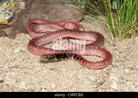 Coachwhip Masticophis flagello Tucson Pima County, Arizona, Stati Uniti 25 agosto adulto morph rosso Colubridae Foto Stock