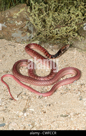 Coachwhip Masticophis flagello Tucson Pima County, Arizona, Stati Uniti 25 agosto adulto morph rosso Colubridae Foto Stock