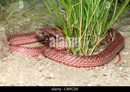 Coachwhip Masticophis flagello Tucson Pima County, Arizona, Stati Uniti 25 agosto adulto morph rosso Colubridae Foto Stock