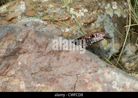 Coachwhip Masticophis flagello Tucson Pima County, Arizona, Stati Uniti 25 agosto adulto morph rosso Colubridae Foto Stock