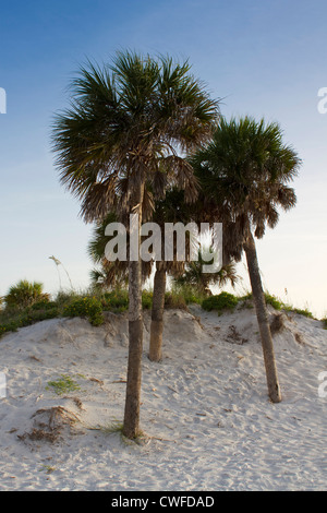 Alberi di palma su una spiaggia di sabbia in Clearwater Florida Foto Stock