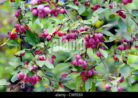 Apple ornamentali albero fruttifero Malus purpurea Foto Stock