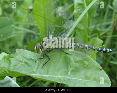 Southern Hawker / Blu Darner, femmina / Aeshna cyanea / dragonfly / Blaugrüne Mosaikjungfer, Weibchen Foto Stock