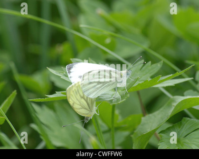 Maschi e femmine di colore verde-bianco venato sulle foglie / Weibchen und Männchen Rapsweißling auf Blättern Foto Stock