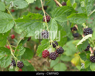 More a un blackberry bush / Rubus sezione rubus / Brombeeren Foto Stock