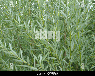 Il salice bianco / Salix alba / Silberweide Foto Stock