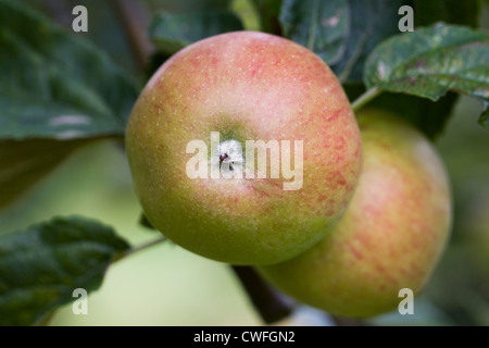 Malus domestica " Norfolk Royal Russet'. Le mele che crescono in un frutteto in inglese. Foto Stock