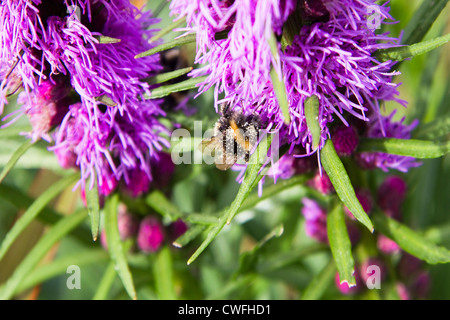 L'alimentazione delle api su viola liatris Kent England Foto Stock