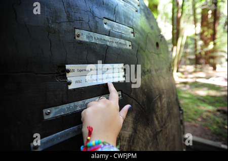 Stati Uniti d'America California CA Sonoma County Armstrong Redwoods Riserva naturale statale - la sezione trasversale di un albero che mostra date nella storia Foto Stock