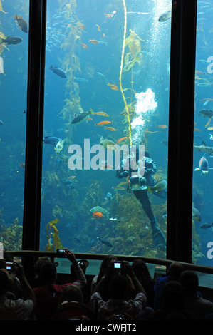 Stati Uniti d'America California CA Monterey Bay Aquarium tempo di alimentazione nella foresta di Kelp presentano Foto Stock