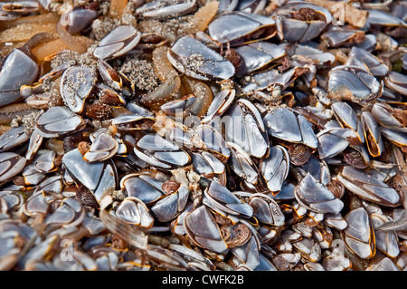 Natura closeup di oca vivente cirripedi di vita marina nel nord-ovest del Pacifico. Essi sono più grandi rispetto ad altri tipi di cirripedi. Foto Stock