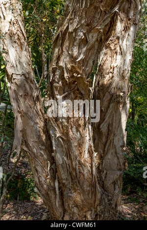 Close up dettaglio del tronco di Melaleuca quinquenervia, noto anche come il niaouli o di latifoglie o paperbark la carta di corteccia di albero del tè Foto Stock