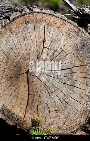 Albero di quercia tagliata che mostra in sezione Foto Stock