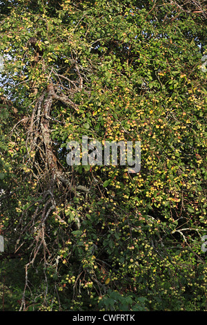 Ricco raccolto di mele su un vecchio albero Foto Stock