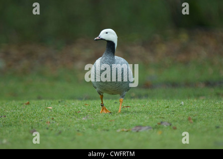 L'imperatore Goose (Chen canagica) in cattività a Martin mera WWT Foto Stock