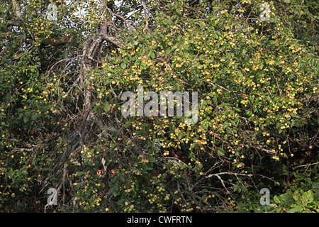 Ricco raccolto di mele su un vecchio albero di mele Foto Stock