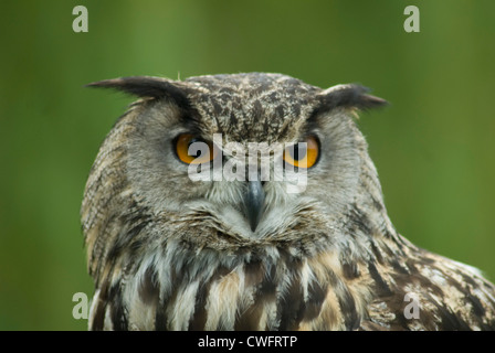 Gufo reale (Bubo bubo) in cattività Foto Stock