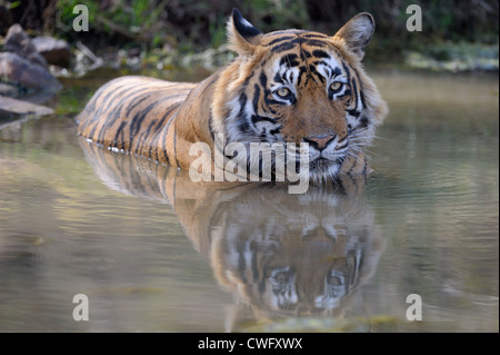 Tigre del Bengala (Panthera tigris tigris) disteso con la riflessione in Stagno, Ranthambhore national park, Rajastan, India. Foto Stock