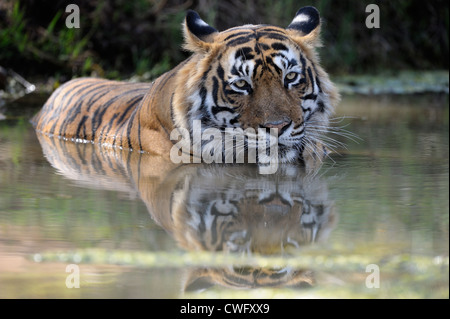 Tigre del Bengala (Panthera tigris tigris) disteso con la riflessione in Stagno, Ranthambhore national park, Rajastan, India. Foto Stock