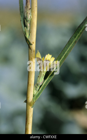 Almeno le lattughe (Lactuca saligna (Asteraceae) Foto Stock