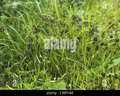 Brown Galanga Cyperus fuscus Foto Stock