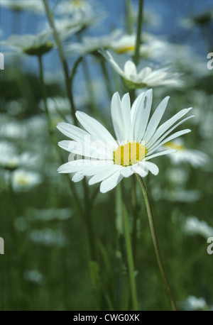 OXEYE DAISY Leucanthemum vulgare (Asteraceae) Foto Stock