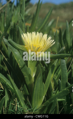 HOTTENTOT-FIG Carpobrotus edulis (Chenopodiaceae) Foto Stock