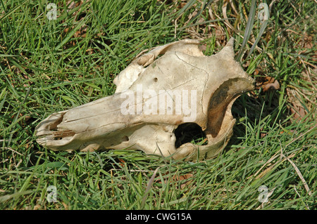 Cranio di capriolo Capreolus capreolus Foto Stock