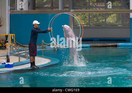 Dolphin passando attraverso un cerchio all'Underwater World di Sentosa di Singapore. È stato un emozionante mostra che i bambini godono. Foto Stock