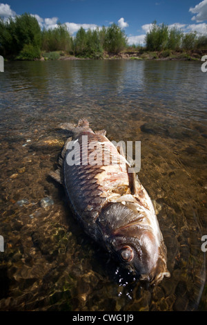 Un morto carpa (Cyprinus carpio carpio) in uno stato di degrado del fiume Allier (Francia). Carpe en décomposition dans l'Allier. Foto Stock