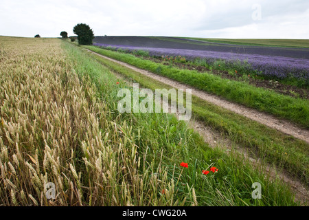 Le linee di colore del raccolto diverse convergenti sulla sommità di un viale alberato hill. Foto Stock