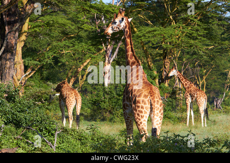Le giraffe in febbre tree forest Lake Nakuru Foto Stock