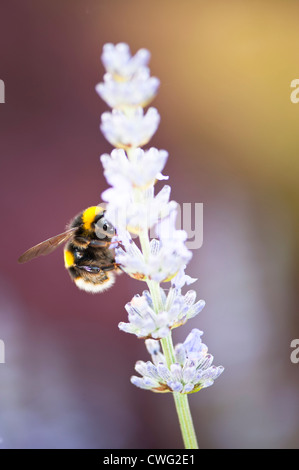 Un bianco-tailed Bumble Bee nectering su una lavanda spike. Foto Stock