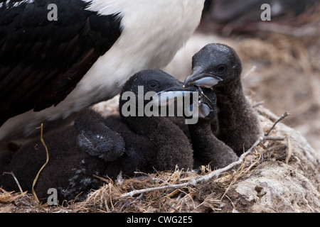 Imperial cormorano (Phalacrocorax atriceps albiventer) adulto su un nido con tre giovani pulcini Foto Stock