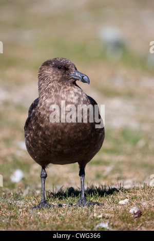 Skua marrone (Stercorarius antarcticus antarcticus), sottospecie Falkland su Saunders Island in Falklands. Foto Stock