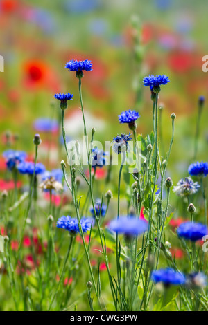 Cornflowers nel campo di fiori selvatici Foto Stock