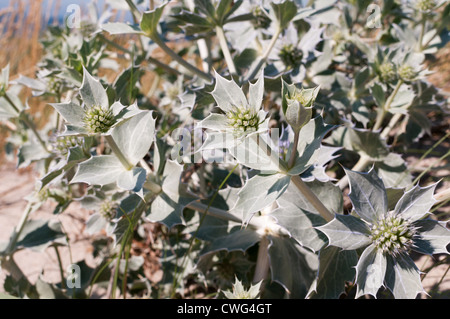 Eryngium maritimum, mare-holly Foto Stock