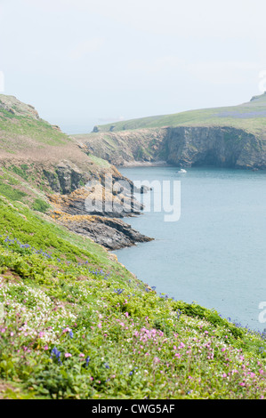 Vista lungo la costa di Skomer verso il collo Foto Stock