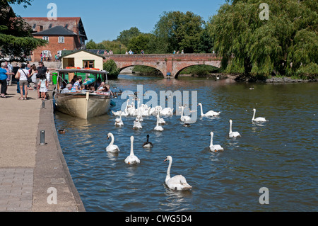 Vista vedere imbarcazione da diporto con un grande gruppo di cigni sul fiume Avon Stratford upon Avon con tramvia House e ponte in background Foto Stock