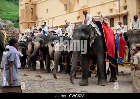 Gli elefanti e mahouts a forte amber Foto Stock