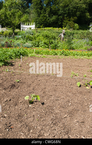 La zucchina 'Dunja', Cucurbita pepo, piante che crescono in cucina giardino, Painswick Giardino rococò, Gloucestershire, England, Regno Unito Foto Stock