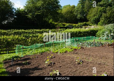 Zucchine, Insalate miste e cavoli cappucci in cucina giardino, Painswick Giardino rococò, Gloucestershire, England, Regno Unito Foto Stock