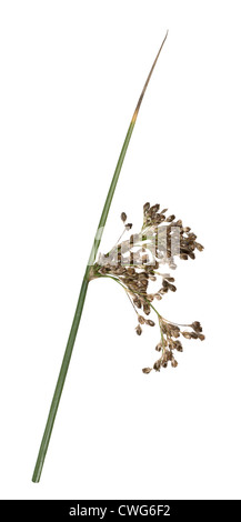 SOFT RUSH Juncus effusus (Juncaceae) Foto Stock