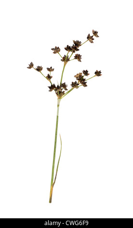 Raccordare il lettore RUSH Juncus articulatus (Juncaceae) Foto Stock