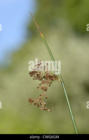 SOFT RUSH Juncus effusus (Juncaceae) Foto Stock