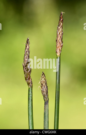 Comune di SPIKE-RUSH Eleocharis palustris (Cyperaceae) Foto Stock